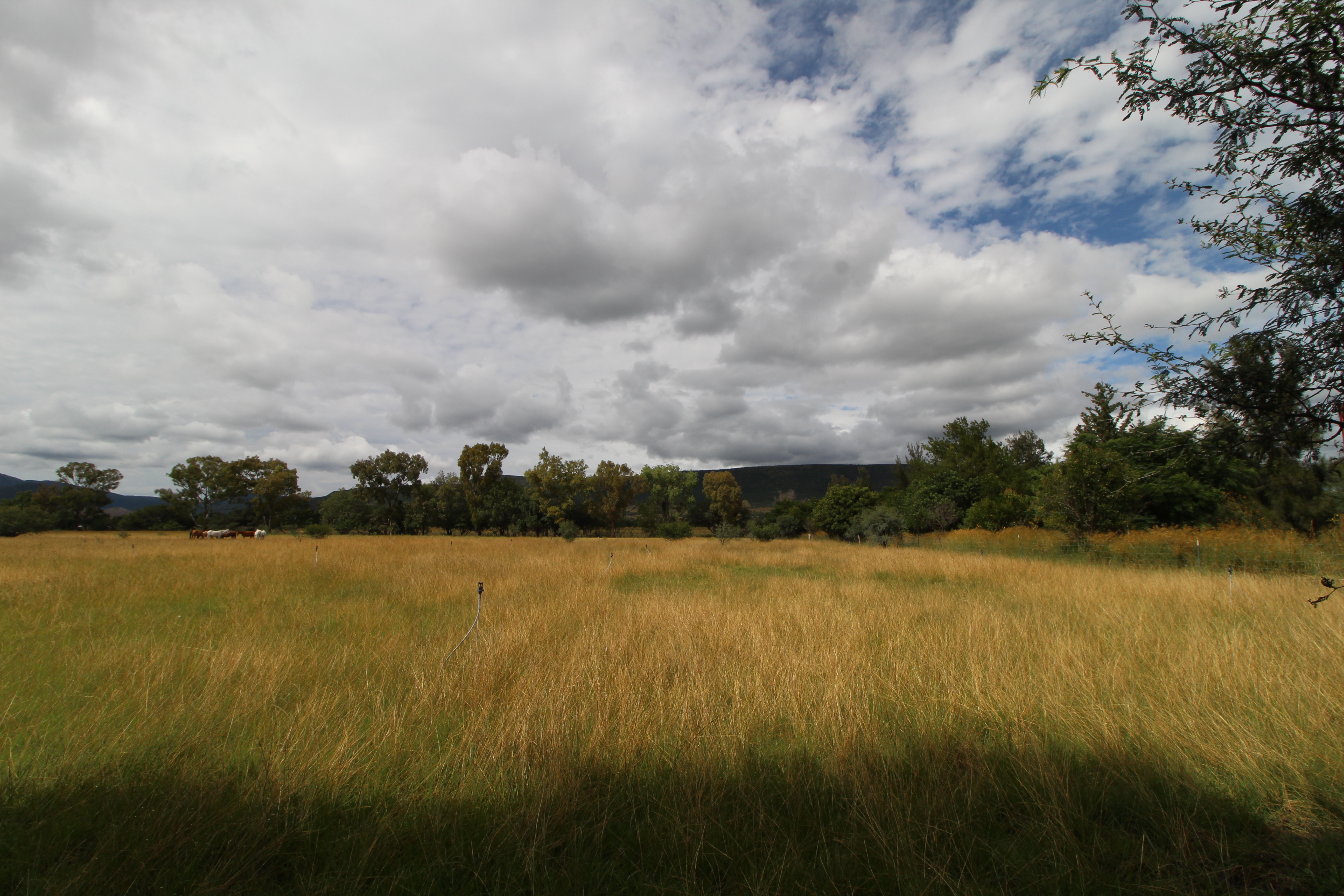 Campos dorados y espacio natural del rancho