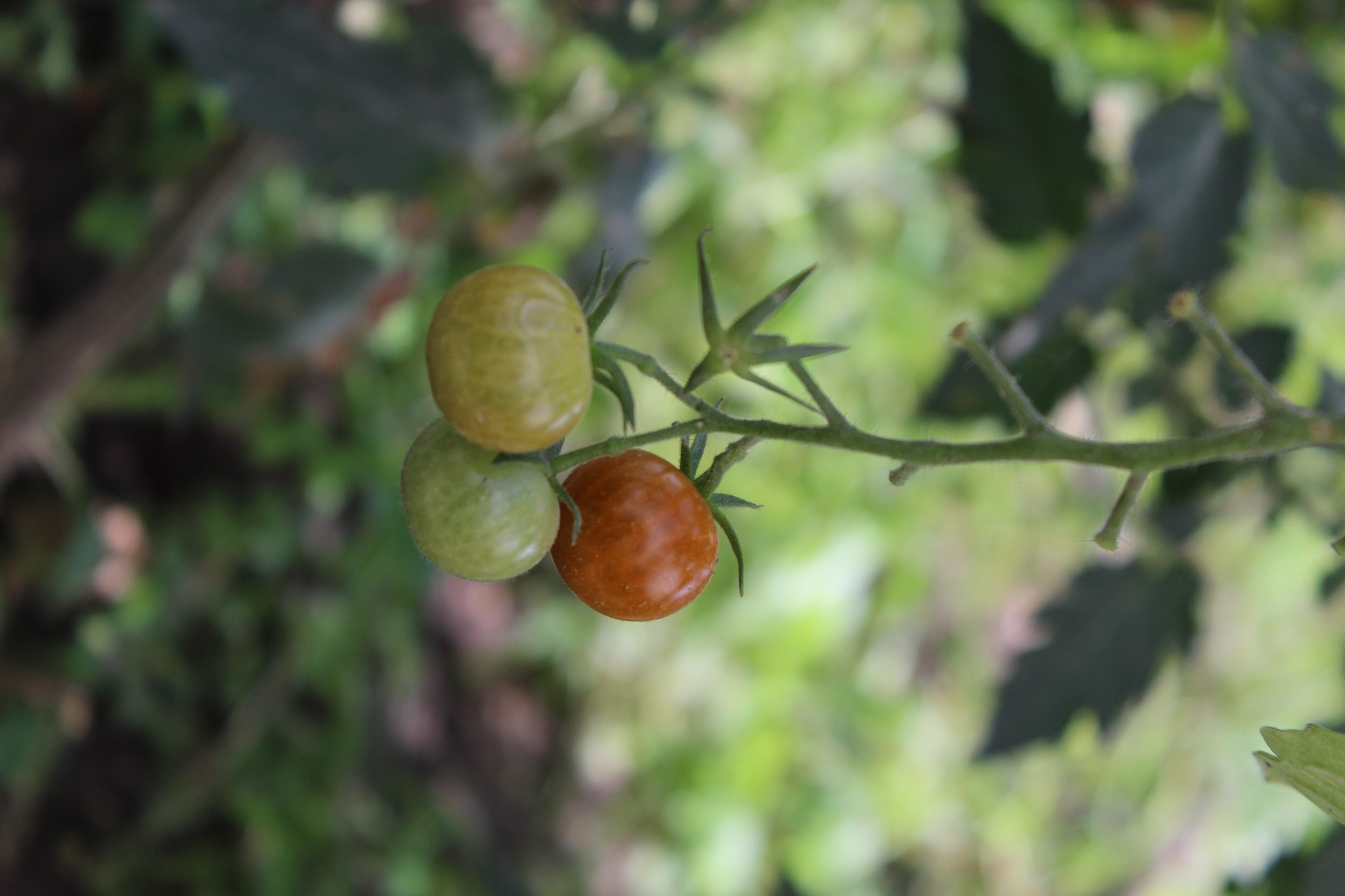 Jitomates cherry orgánicos cultivados en el huerto biodinámico