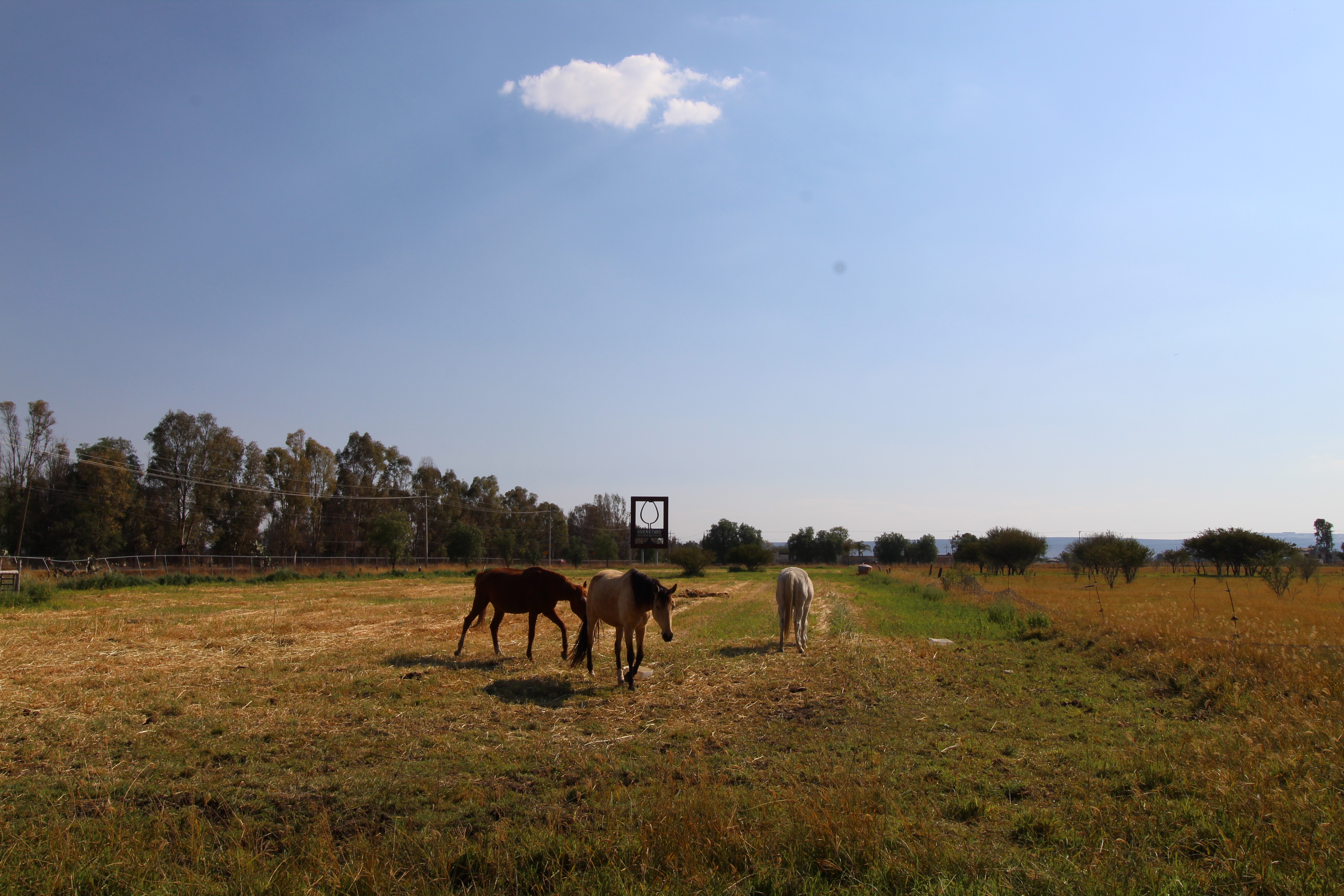 Caballos en pastoreo libre bajo el cielo abierto